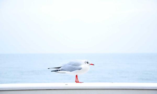 双色球玩法技巧